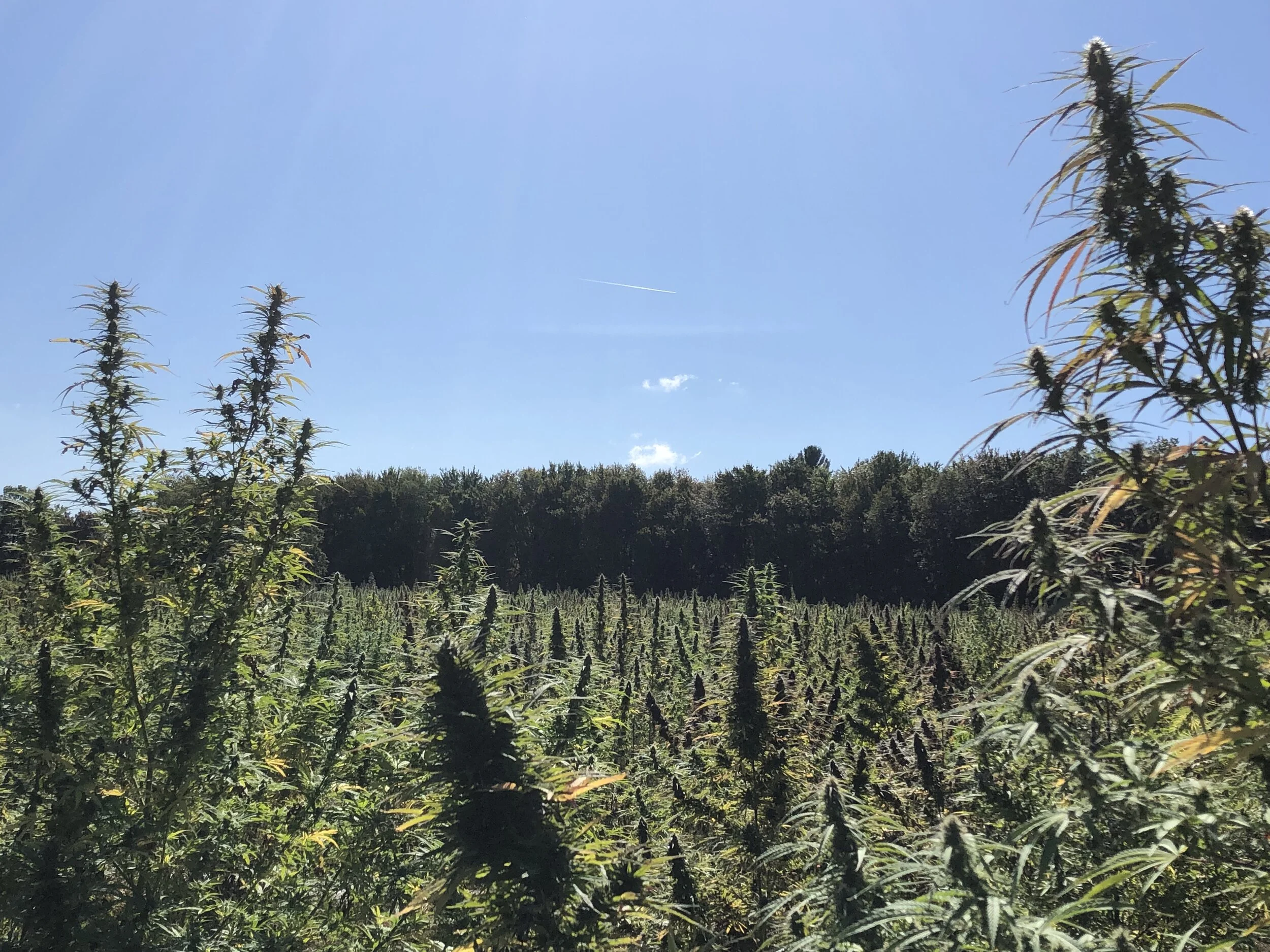 Seven Leaf Genetics